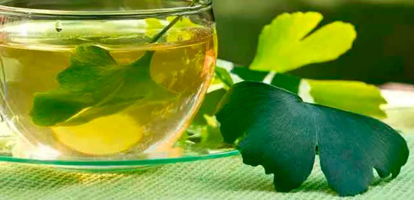 GINKGO BILOBA
